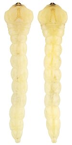 Melobasis abnormis, PL5505B, larva, from Pittosporum angustifolium dead stem, dorsal & ventral views, MU
